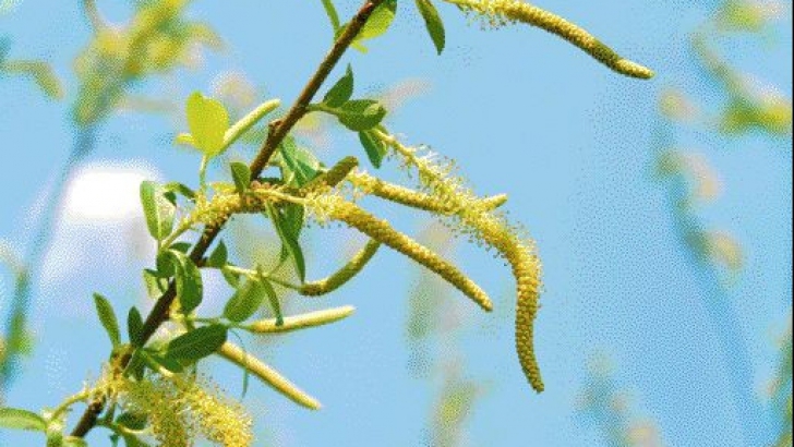 Ce semnificație are salcia de Florii