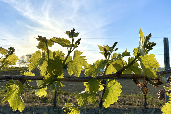 Cu ce să stropești vița-de-vie după înflorire 1