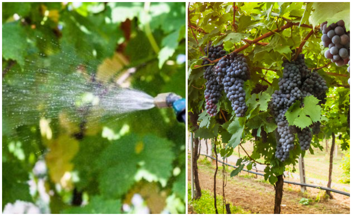 Cu ce să stropești vița-de-vie după înflorire