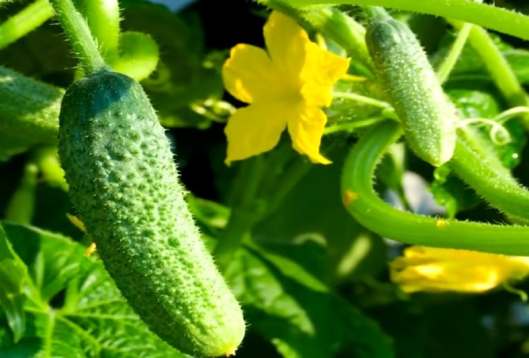 Trucul pentru a obține o recoltă triplă de castraveți pe o suprafață mică. Cum trebuie să-i plantezi, de fapt