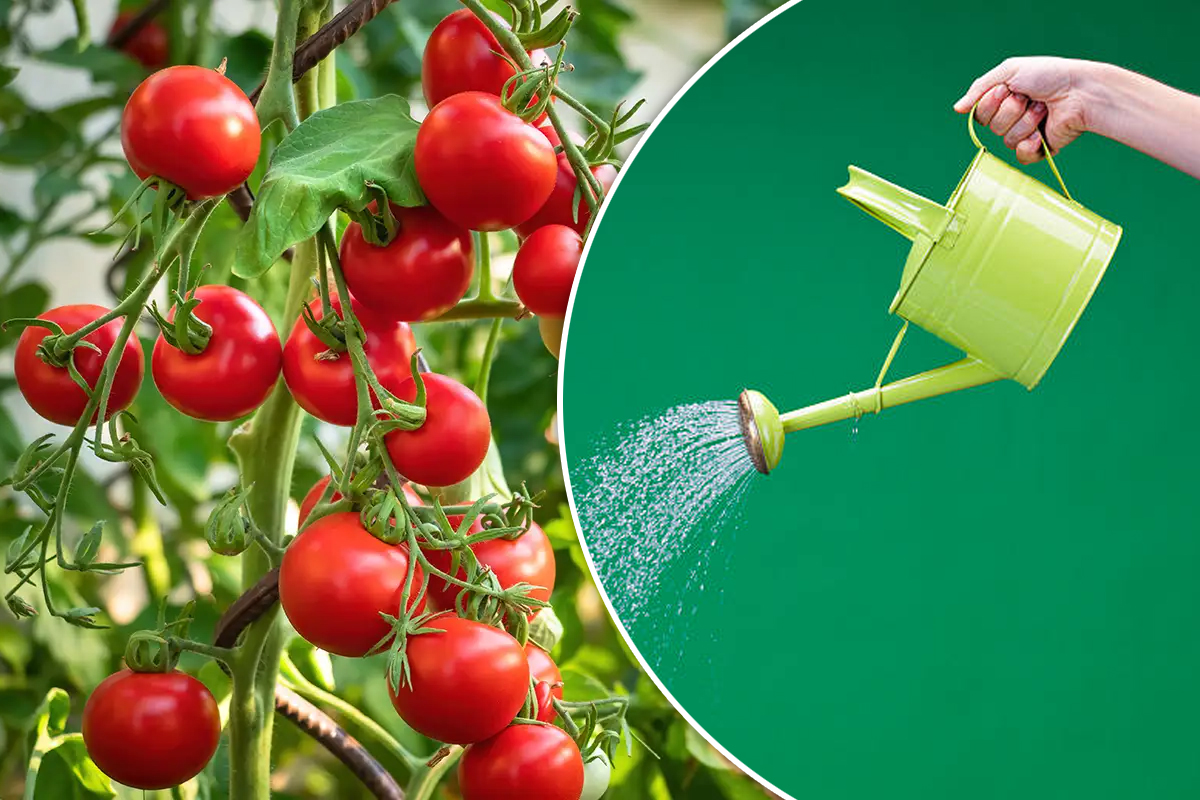 Cum să stropești de fapt roșiile pentru a avea o recoltă bogată