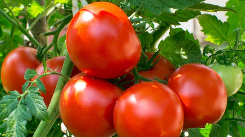 Cum să stropești de fapt roșiile