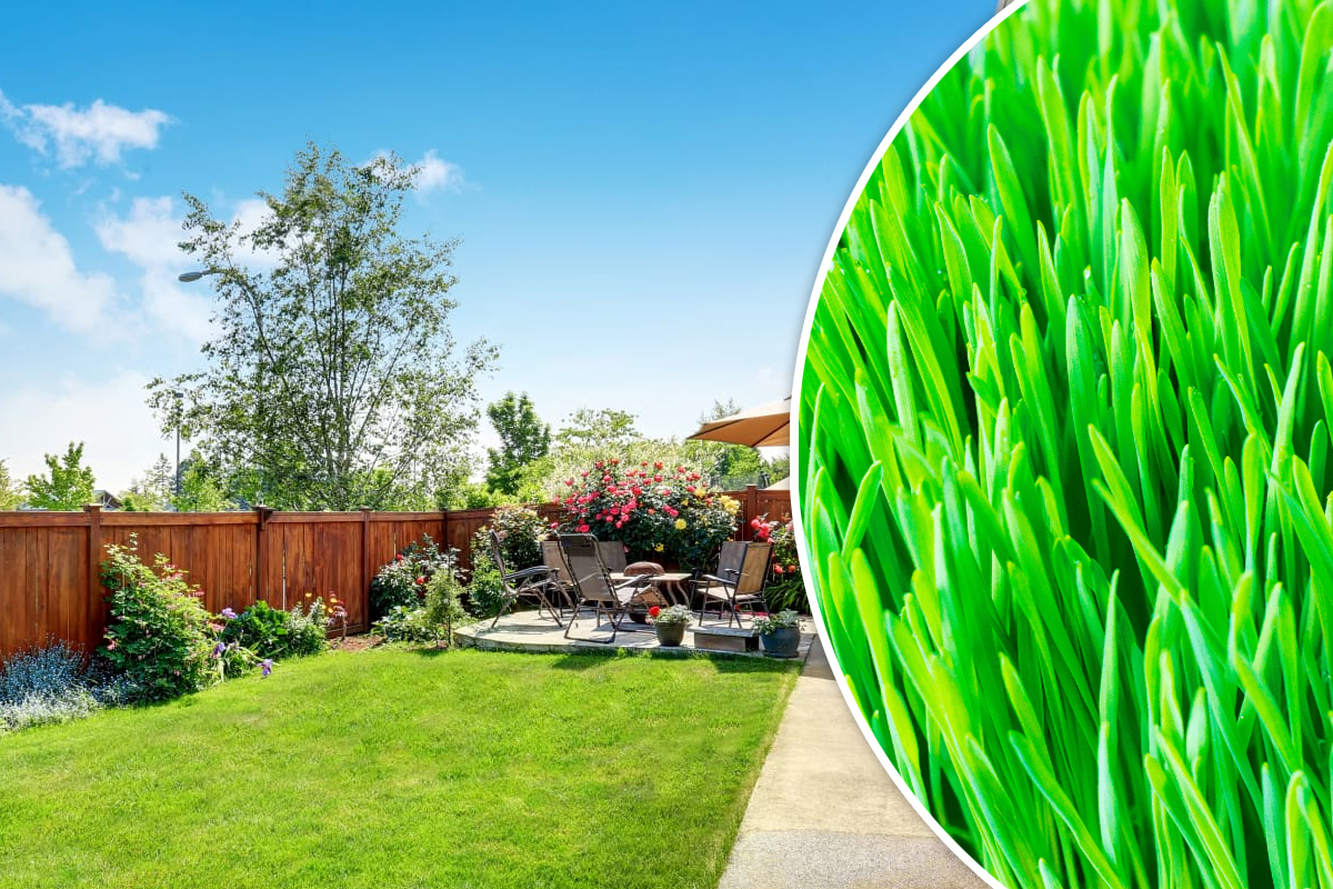 De ce să nu arunci iarba tăiată din curte, după ce ai tuns gazonul