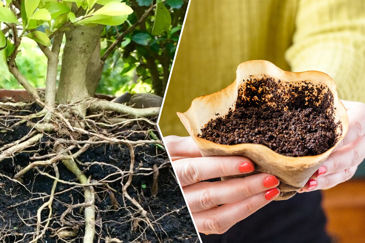 De ce să presari zaț de cafea la rădăcina plantelor