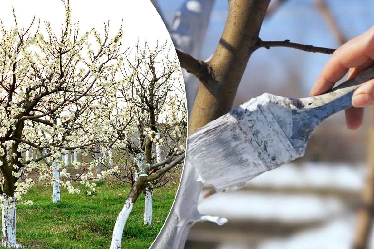 De ce se vopsesc pomii cu var