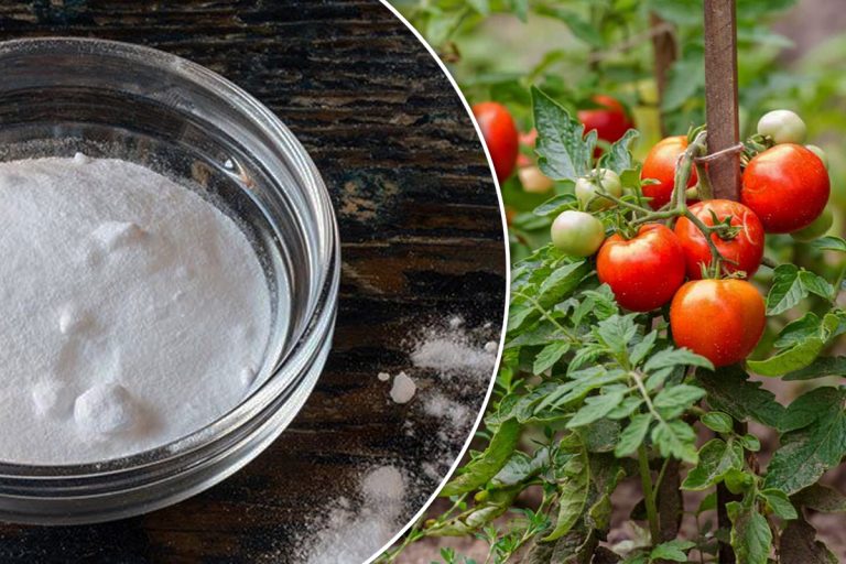 De ce trebuie stropite roșiile cu bicarbonat de sodiu, de fapt. Nu mulți știu asta