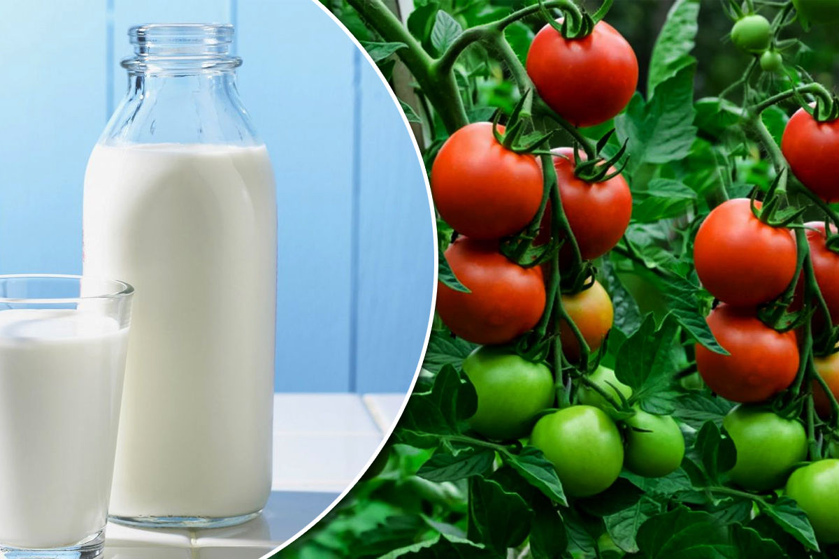 De ce trebuie stropite roșiile cu lapte, de fapt. Ce altceva se mai adaugă în soluție. Secretul pentru o recoltă bogată