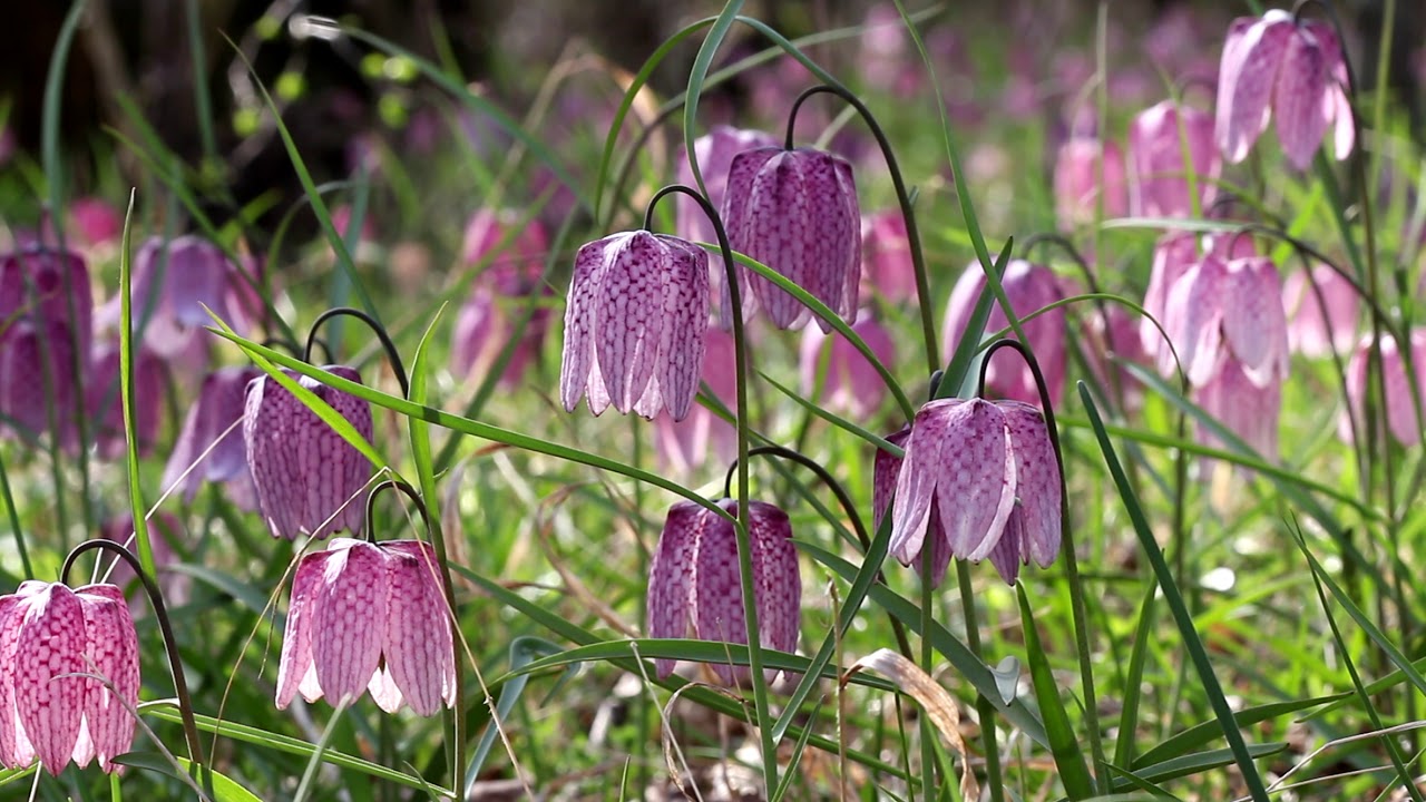 Plante protejate de lege în România