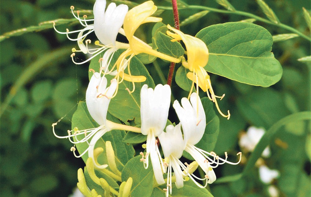 Mâna Maicii Domnului