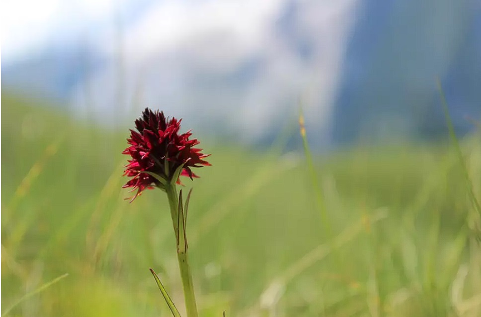 Nigritella nigra – Sângele Voinicului