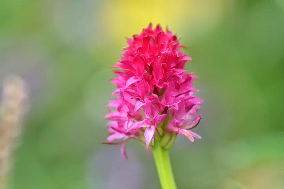 Nigritella rubra – Sângele Voinicului