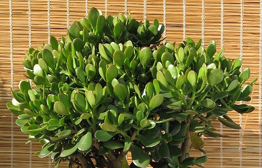 Planta banilor. Cum se îngrijește și unde e bine să o așezi în casă. Atrage abundența și norocul