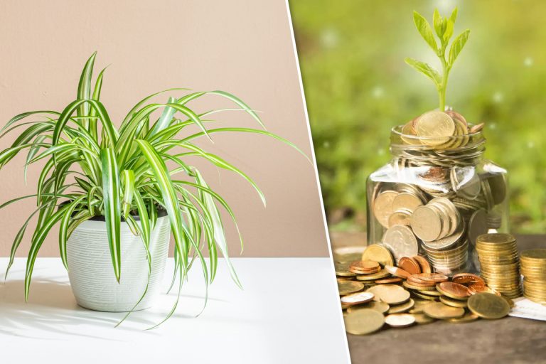 Planta banilor. Cum se îngrijește și unde e bine să o așezi în casă. Atrage abundența și norocul