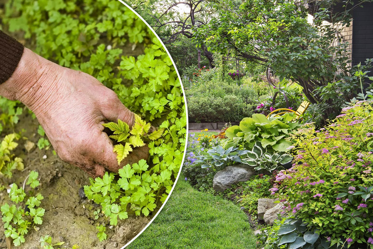 Planta care elimina buruienile din gradina. Ce trebuie sa plantezi de fapt. Trucul nebanuit