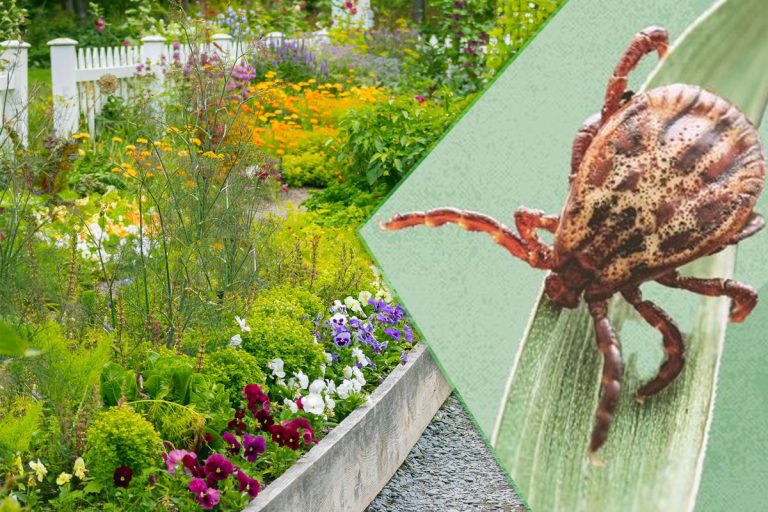 Plante care țin căpușele la distanță de curtea ta. Sunt de mare ajutor, te vor scăpa de această problemă