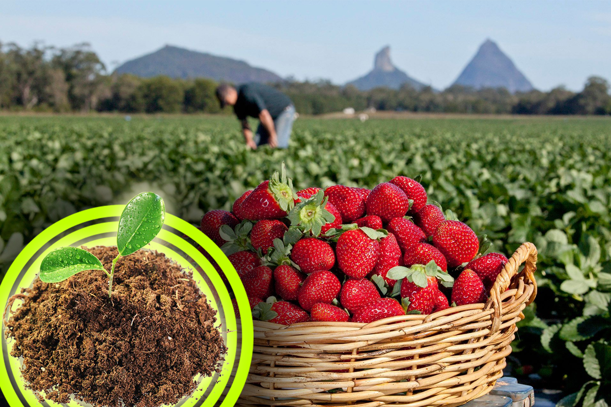 Secretul recoltei bogate de căpșuni