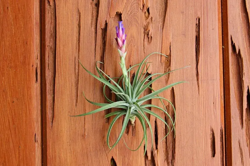 Garoafa de aer Foto: Jardineriaon