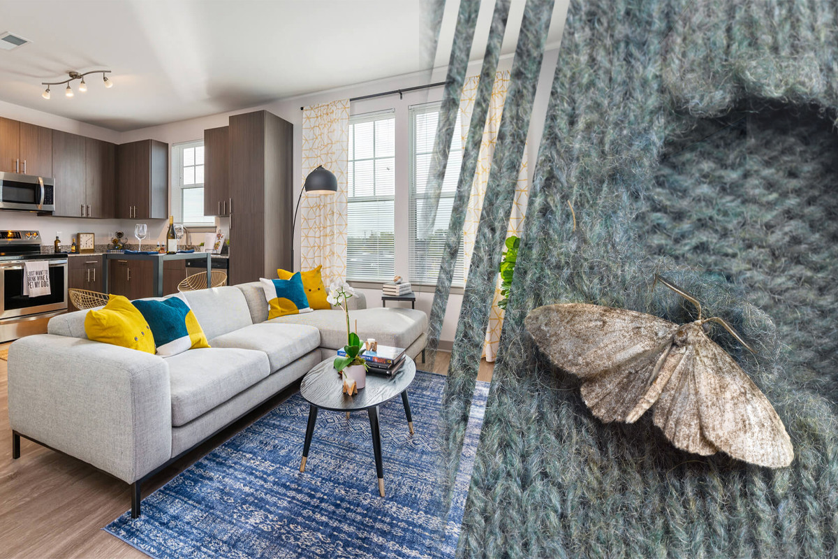 Trucul simplu și eficient care elimină moliile din casa ta