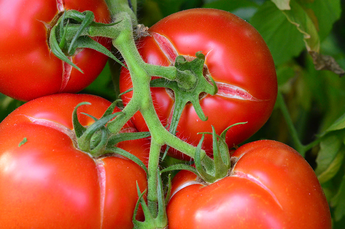 De ce se crapă roșiile, de fapt