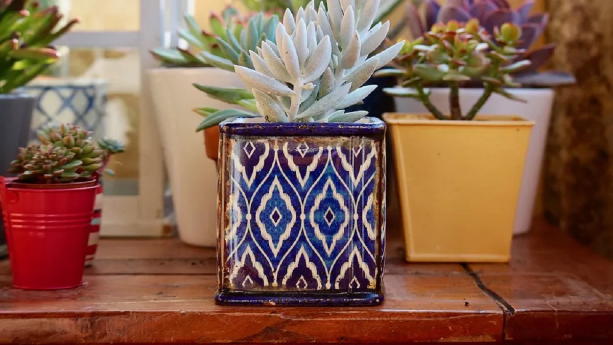 Trei plante de interior care rezistă