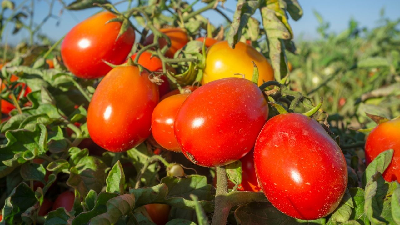 Cu ce să stropești roșiile după ploaie.