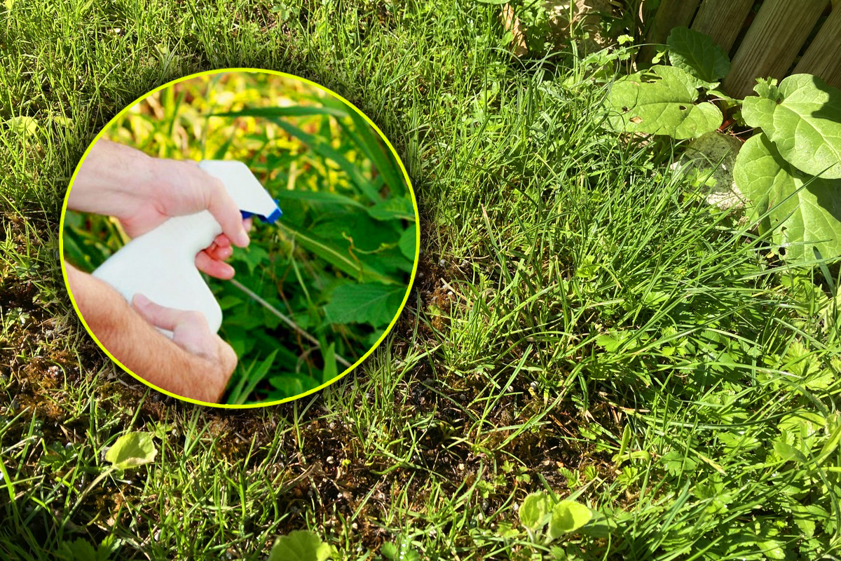 Cu ce stropeau bunicii în grădină pentru a elimina definitiv buruienilor