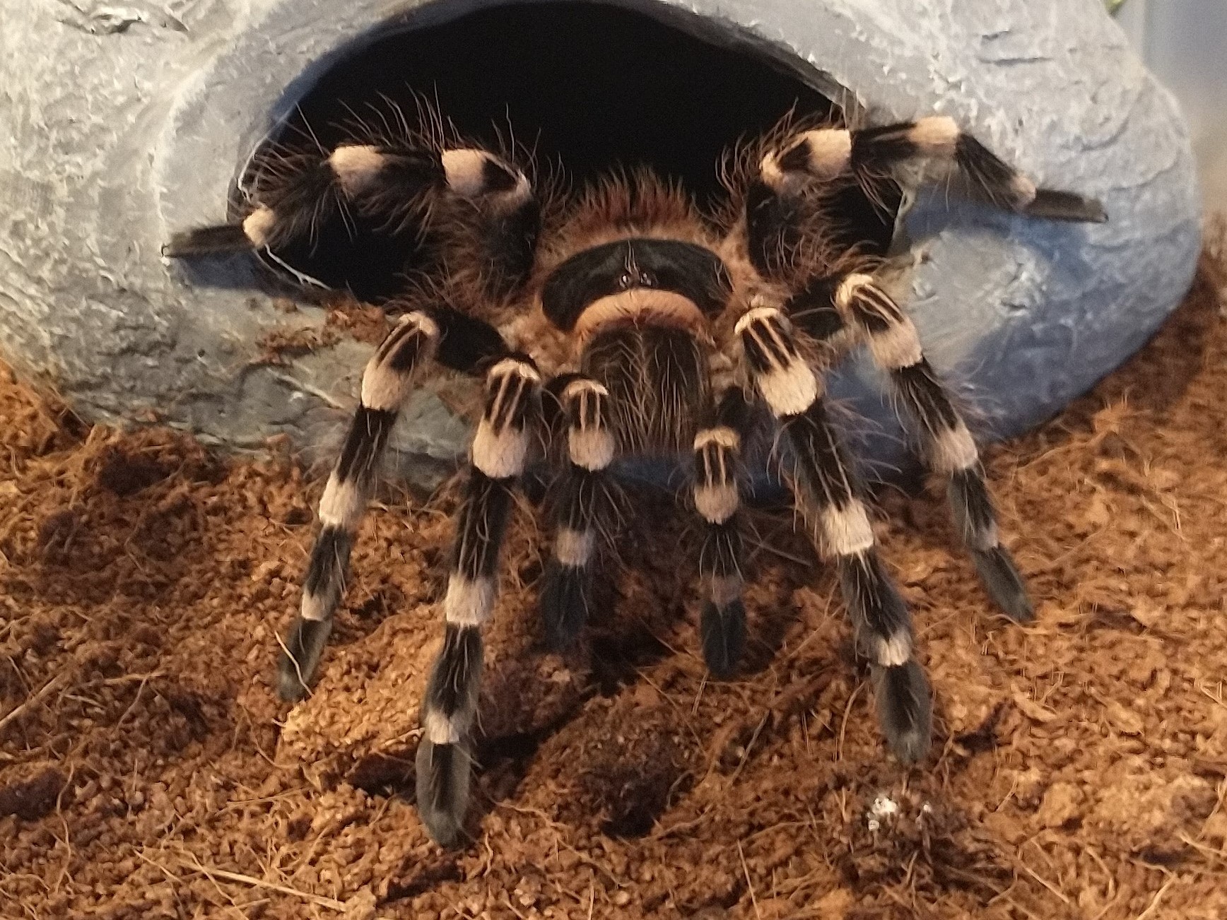 Tarantula
