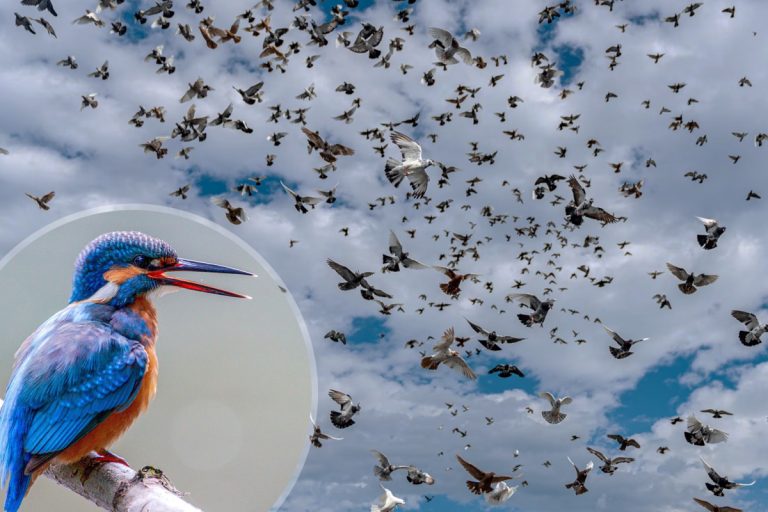 Aceasta este pasărea care poate să stea un an în zbor fără să atingă solul. Are capacități extraordinare