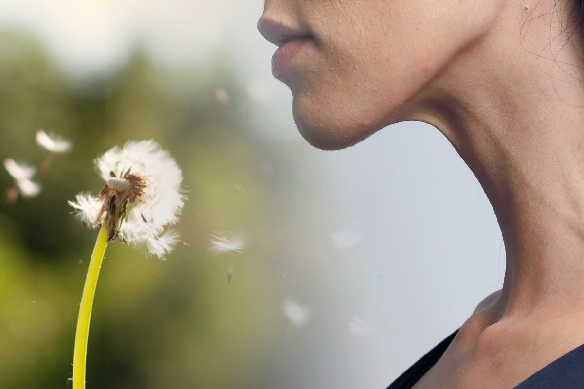 Ce se intampla daca inghiti puf de papadie. Detaliul important pe care trebuie sa-l stii