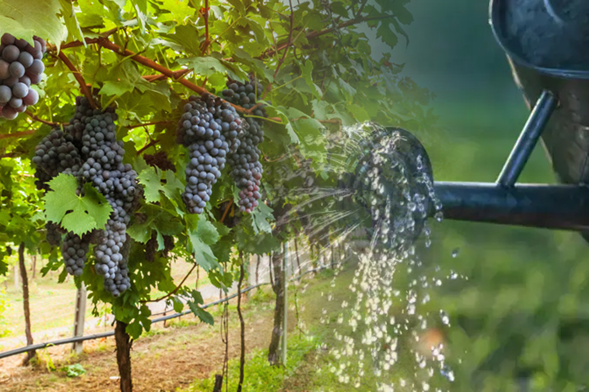 Cu ce sa stropesti vita de vie la inceputul lunii iunie. Nu multi stiu de aceasta solutie, trucul pentru o recolta bogata