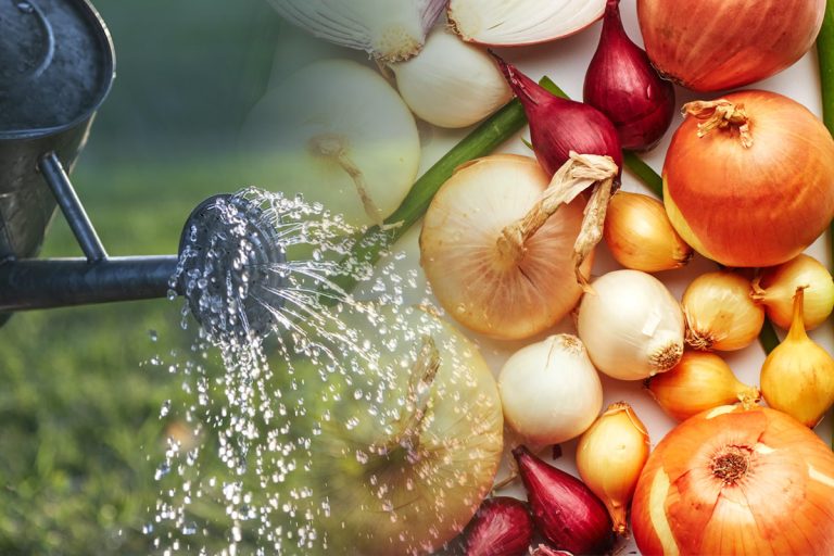 Cu ce se stropește ceapa, de fapt. Trucul special pentru a te bucura de o recoltă uriașă