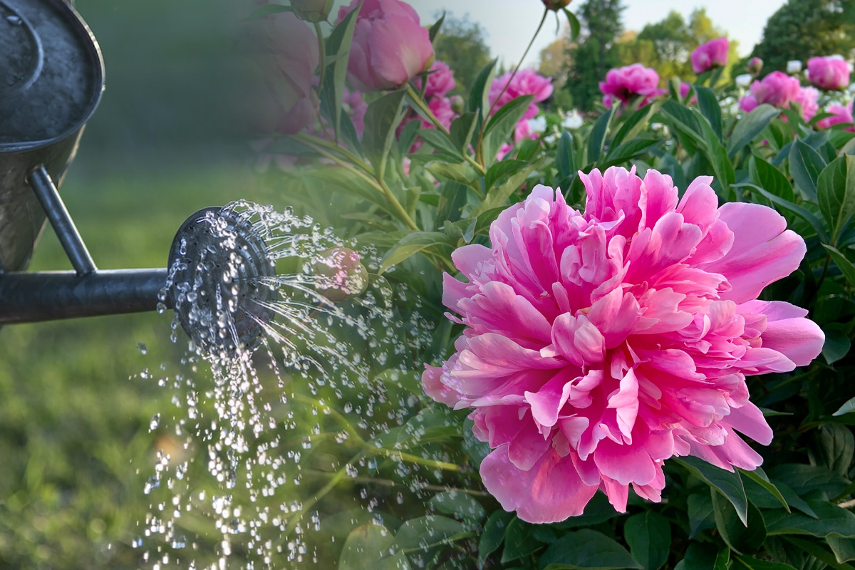 Cu ce trebuie sa stropesti bujorii pentru o inflorire bogata. Secretul pentru a avea o gradina spectaculoasa