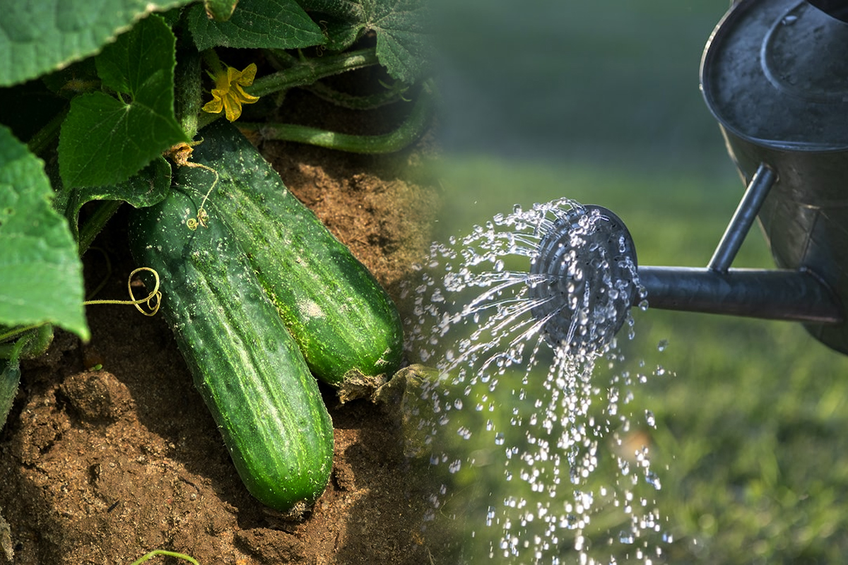 Cu ce trebuie să stropești castraveții