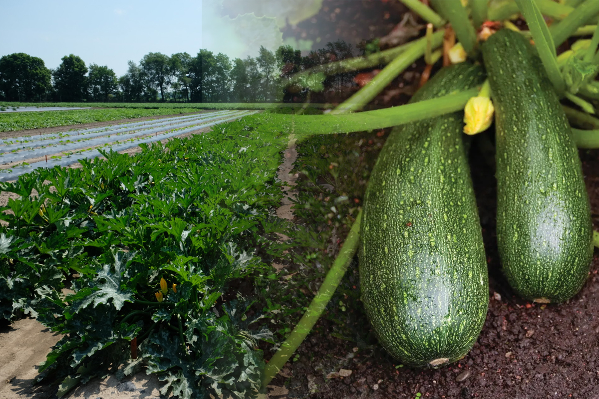 Cu ce trebuie sa stropesti dovleceii, de fapt. Asa te vei putea bucura de o recolta bogata