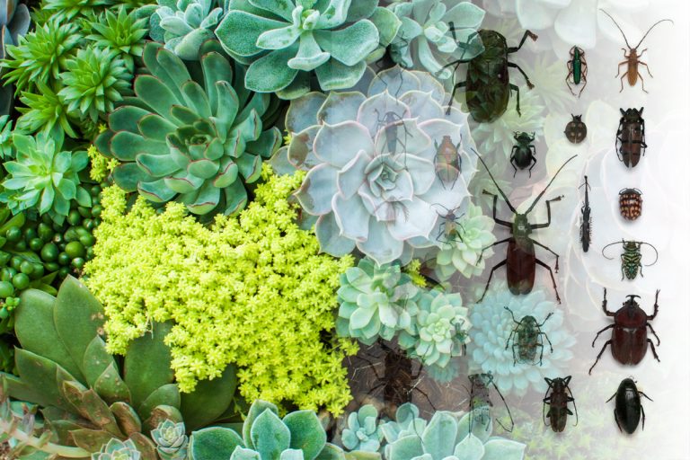 Cu ce trebuie să stropești plantele pentru a scăpa de insecte. Amestecul banal și eficient care elimină dăunătorii