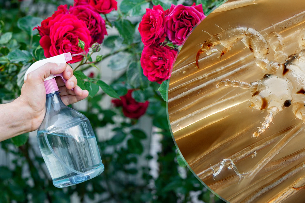 Cu ce trebuie să stropești trandafirii împotriva păduchilor