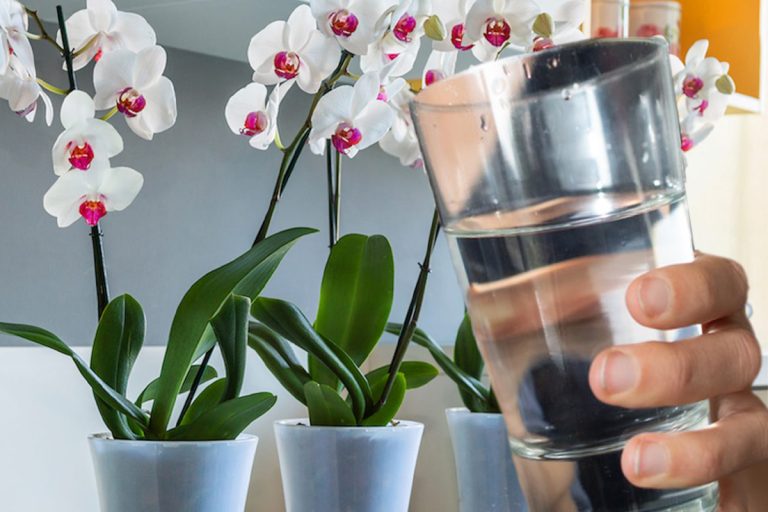 Cu ce trebuie să uzi orhideele la 15 zile ca să înflorească tot anul. Amestecul banal care are efecte uimitoare