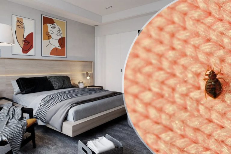 Cum poți să scapi de ploșnițele de pat. Trucul genial pentru a le elimina, ce trebuie să faci neapărat