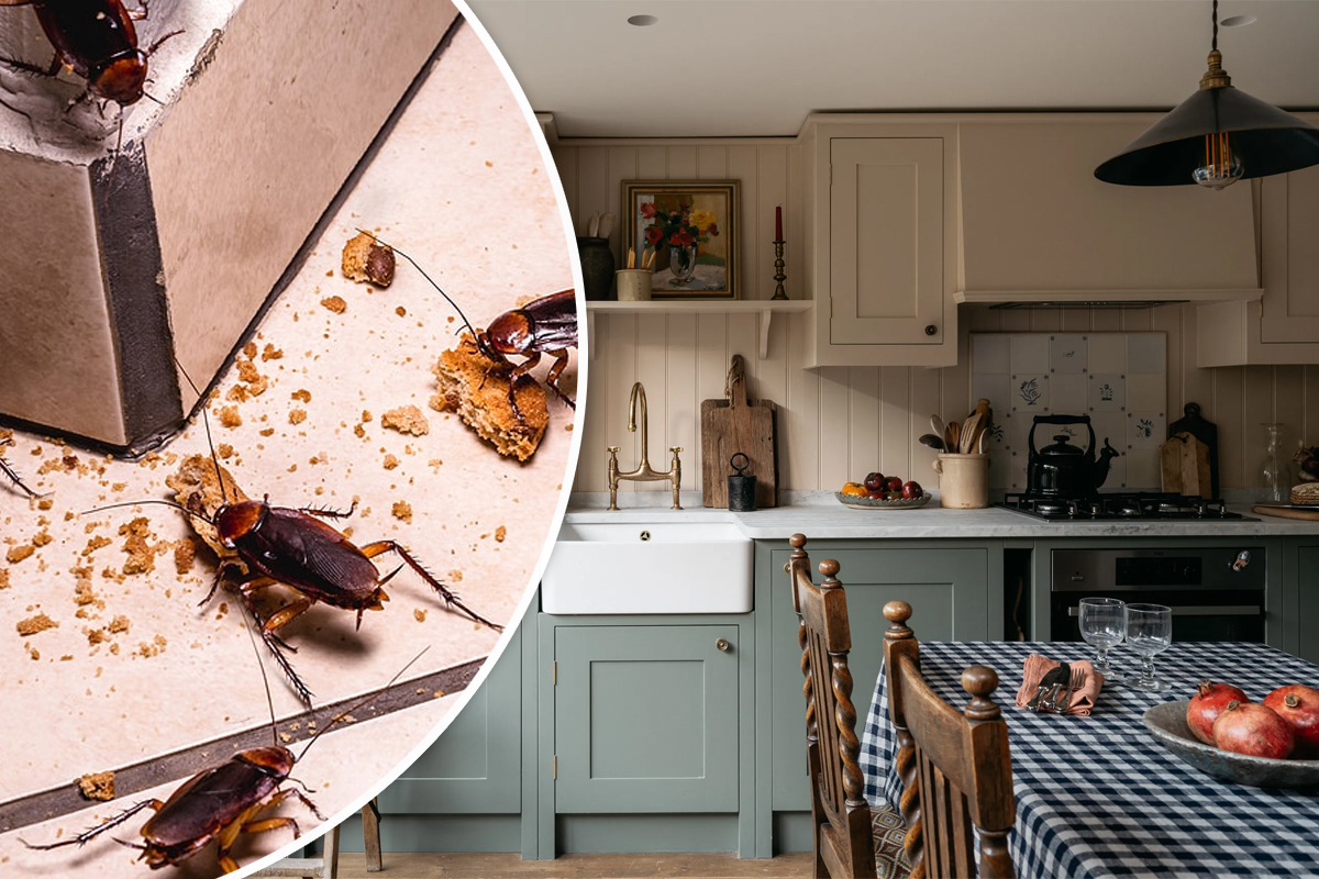 Cum să scapi de gândaci din bucătărie. Greșeala pe care o fac mulți