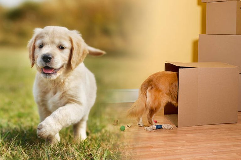 De ce adoră câinii să ascundă lucruri. Motivul nebănuit