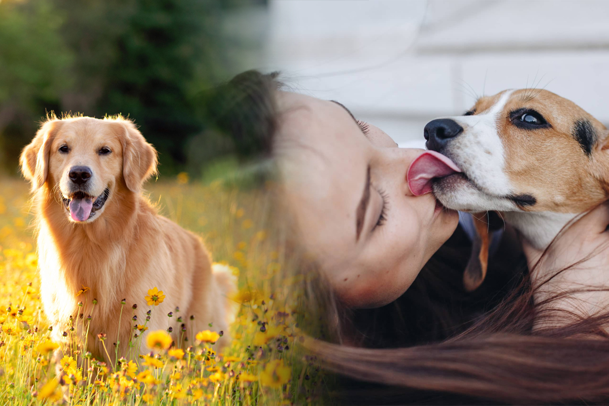 De ce își ling câinii stăpânii