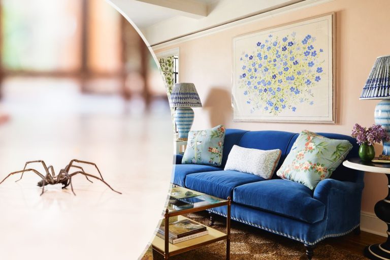 De ce nu ar trebui să omori niciodată un păianjen din casă. Motivul nebănuit