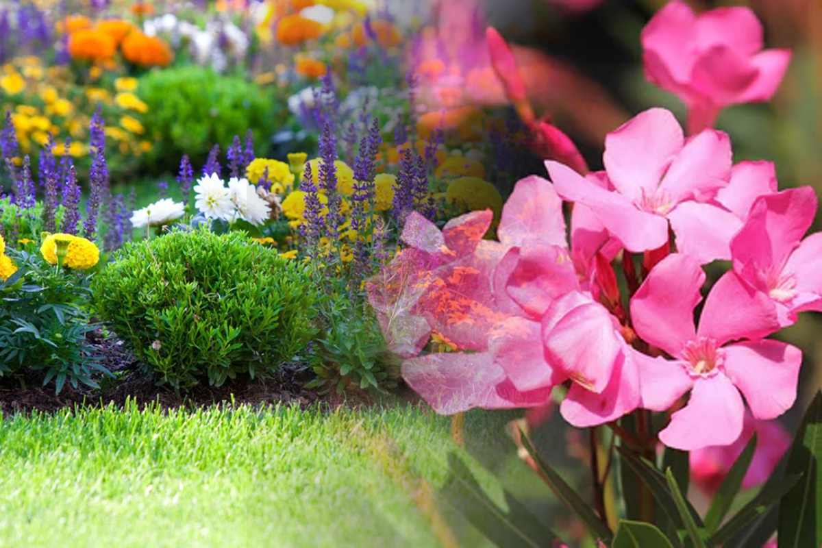 Floarea toxică din grădină. Este deosebit de frumoasă, dar îți poate strica toată recolta