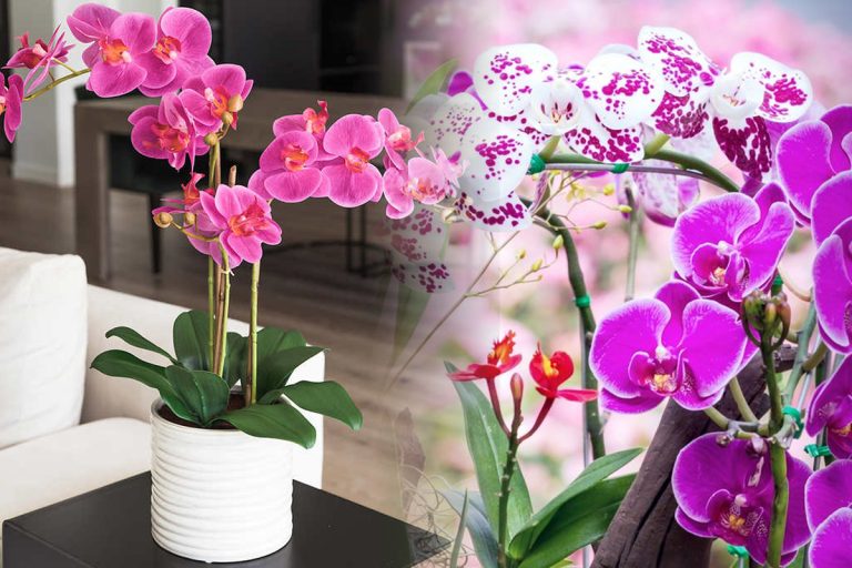 În ce e bine să așezi orhideea pentru a înflori de mai multe ori pe an. Are nevoie de un substrat special, iată ce trebuie să faci
