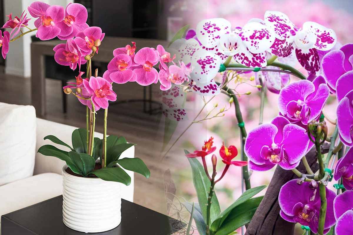 Care este cel mai bun pamant pentru orhidee.