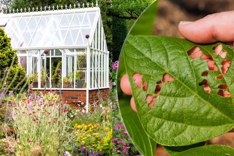 Ingredientul pe care să-l presari în grădină pentru a scăpa de dăunători. Așa îți vei transforma curtea într-un colț de rai