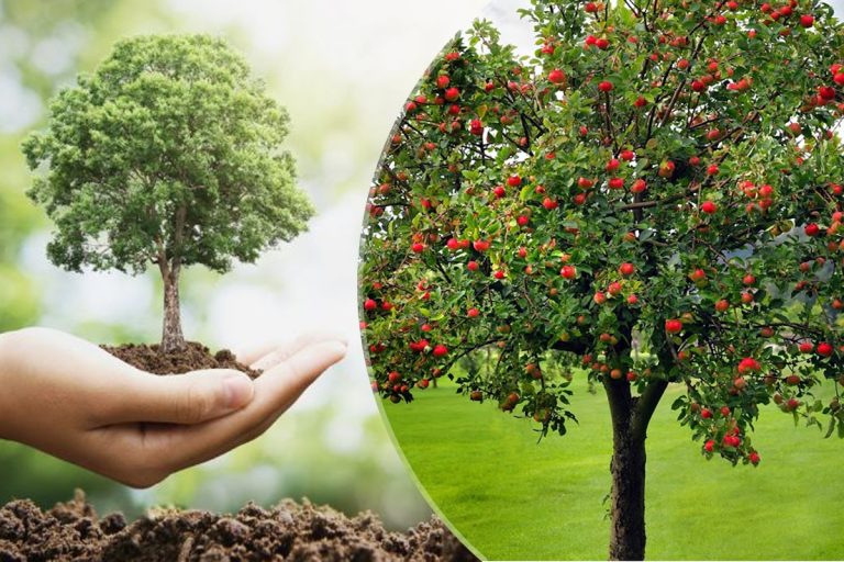 La ce adâncime se plantează de fapt pomii fructiferi. Regula de aur pe care trebuie să o știi