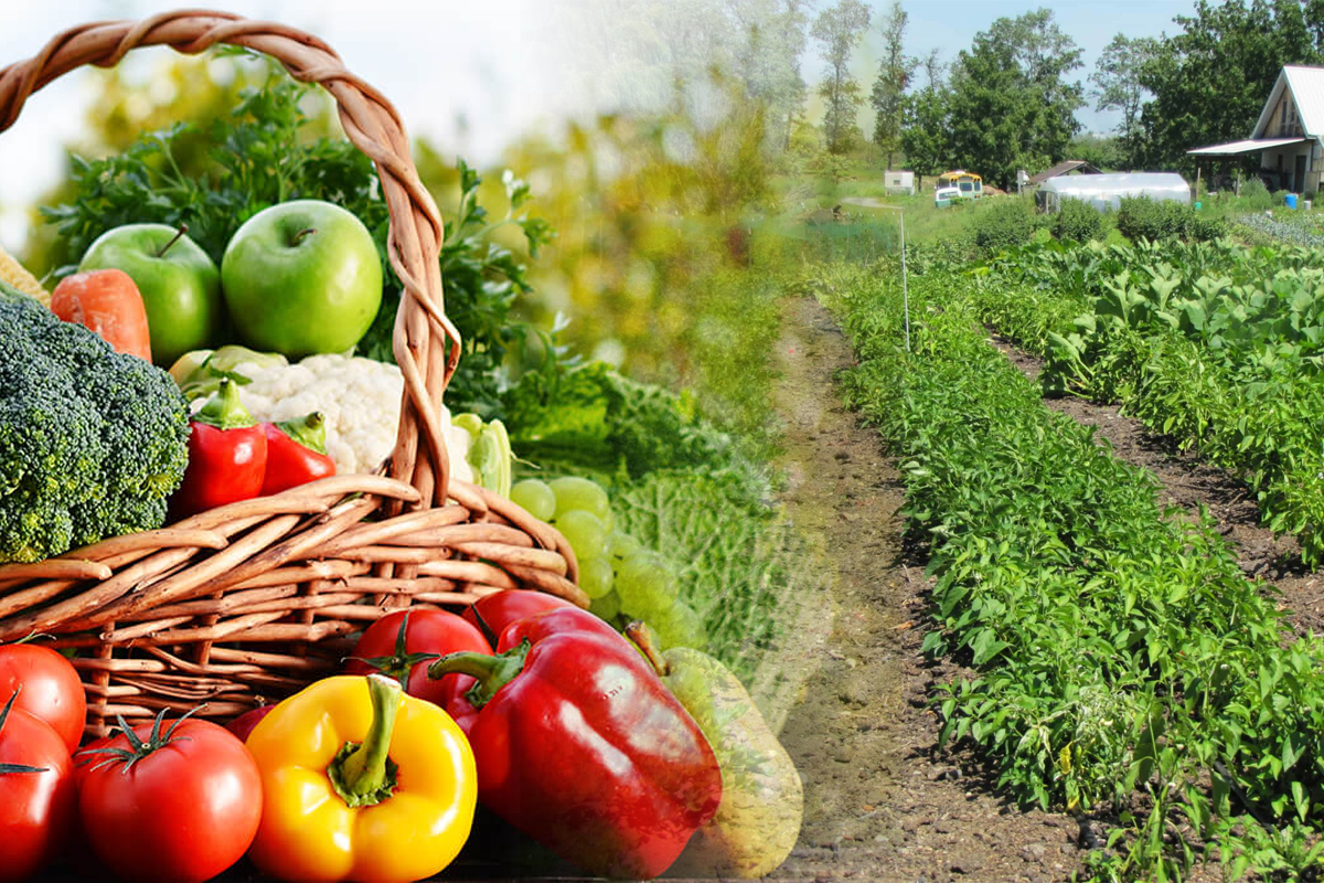 Legume care nu se plantează împreună