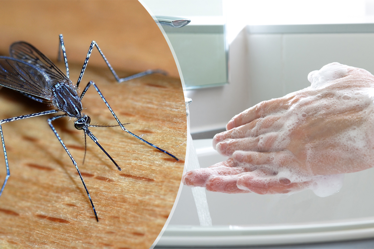 Mirosul care atrage țânțarii. Cu ce trebuie să te speli de fapt pentru a-i ține departe