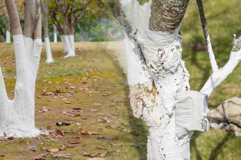 Motivul incredibil pentru care se vopsesc în alb trunchiurile copacilor. Puțini știu asta